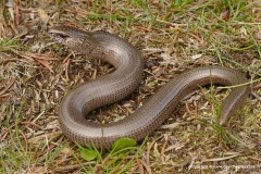 Anguis fragilis