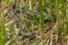 Vipera berus