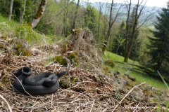 Vipera berus