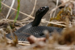 Vipera berus
