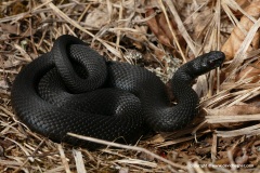 Vipera berus