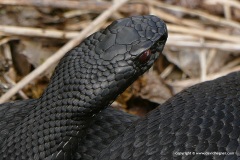 Vipera berus