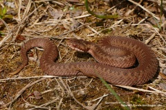 Vipera berus