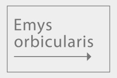 Emys orbicularis