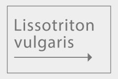 Lissotriton vulgaris
