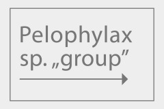 Pelophylax sp. "group"