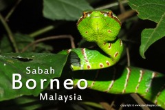 Borneo 2011