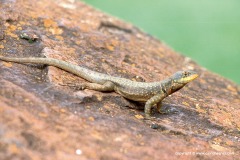 Tropidurus catalanensis