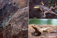Tropidurus catalanensis