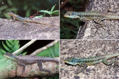 Tropidurus etheridgei