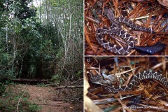 Crotalus durissus terrificus