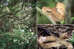 Bothrops insularis