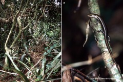 Psychosaura macrorhyncha