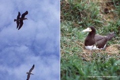 Sula leucogaster