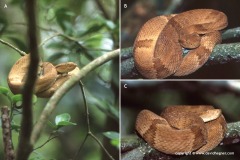 Bothrops insularis