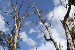 Topes de Collantes