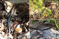 Ameiva auberi