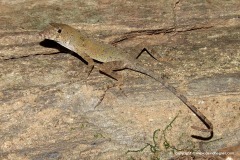 Anolis ahli