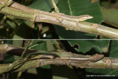 Anolis alayoni
