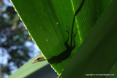 Anolis allisoni