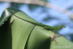 Anolis allisoni