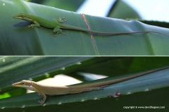Anolis allisoni