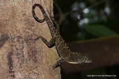 Anolis allogus