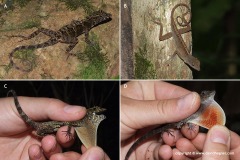 Anolis allogus