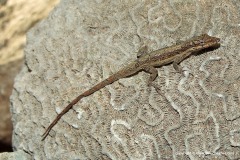 Anolis angusticeps