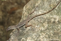 Anolis argenteolus