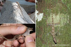 Anolis argenteolus