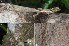 Anolis argillaceus