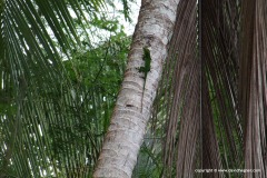 Anolis baracoae