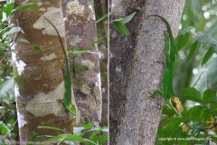 Anolis baracoae