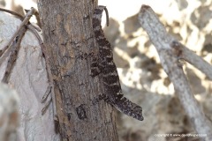 Anolis guafe