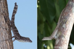Anolis guafe