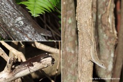 Anolis homolechis