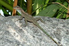 Anolis lucius