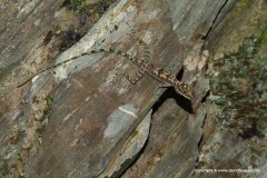 Anolis lucius