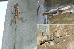 Anolis lucius