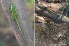 Anolis porcatus