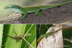 Anolis porcatus