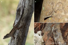 Anolis sagrei
