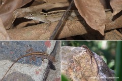 Anolis sagrei