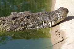 Crocodylus rhombifer