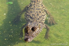 Crocodylus rhombifer