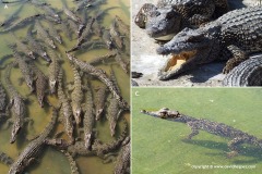 Crocodylus rhombifer