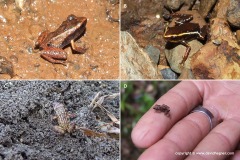 Eleutherodactylus sp.