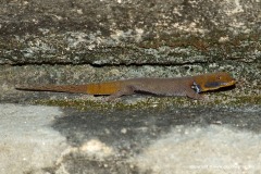 Gonatodes albogularis fuscus