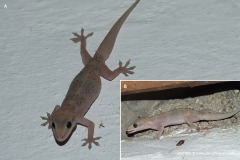 Hemidactylus brookii